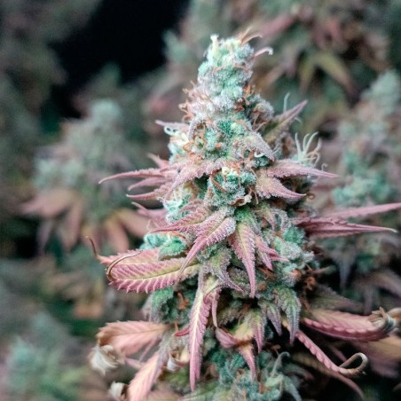 Feminisiertes Premium-Cannabissamen mit Indica-Dominanz