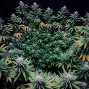 Feminisiertes Premium-Cannabissamen mit Indica-Dominanz