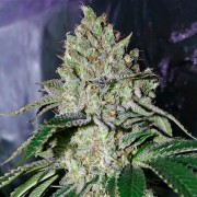 Feminisiertes Premium-Cannabissamen mit Indica-Dominanz