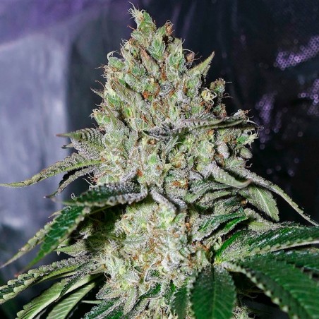 Feminisiertes Premium-Cannabissamen mit Indica-Dominanz
