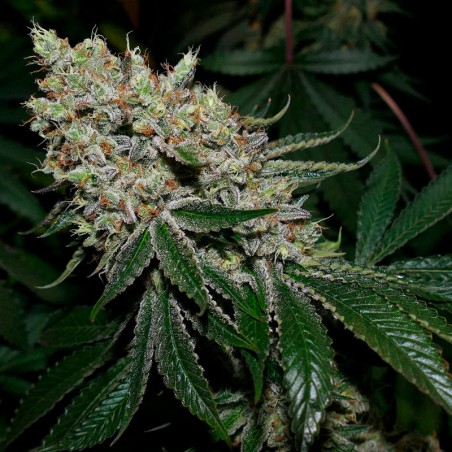Feminisiertes Premium-Cannabissamen mit Indica-Dominanz