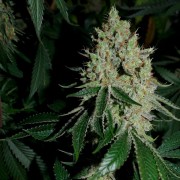 Feminisiertes Premium-Cannabissamen mit Indica-Dominanz