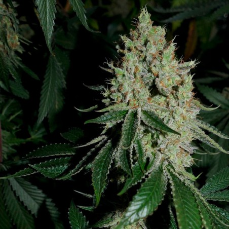 Feminisiertes Premium-Cannabissamen mit Indica-Dominanz