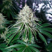 Feminisiertes Premium-Cannabissamen mit Indica-Dominanz
