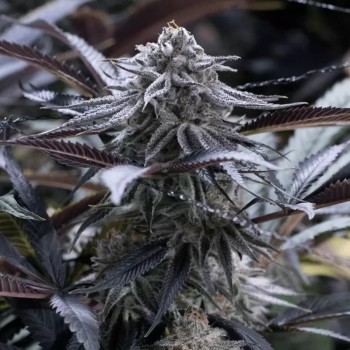 Feminisiertes Premium-Cannabissamen mit Indica-Dominanz