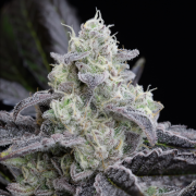 Feminisiertes Premium-Cannabissamen mit Indica-Dominanz