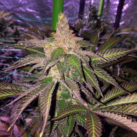 Feminisiertes Premium-Cannabissamen mit Indica-Dominanz