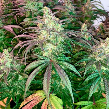 Feminisiertes Premium-Cannabissamen mit Indica-Dominanz