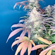 Feminisiertes Premium-Cannabissamen mit Indica-Dominanz