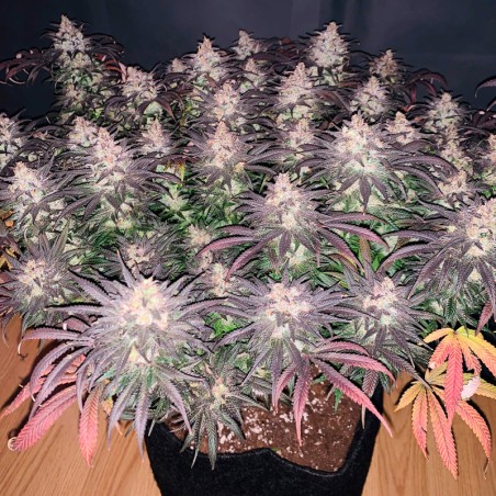 Feminisiertes Premium-Cannabissamen mit Indica-Dominanz