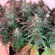 Feminisiertes Premium-Cannabissamen mit Indica-Dominanz