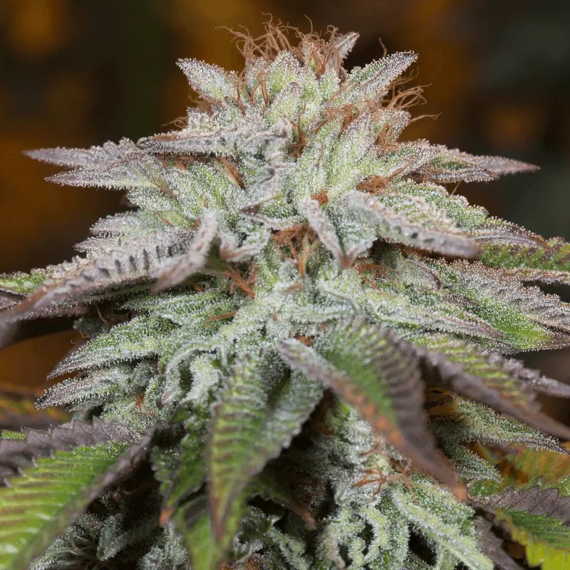 L.A. Vanilla Cake Auto - 3 Samen