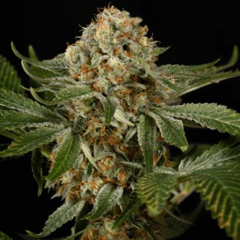 OG Kush-Cannabissamen