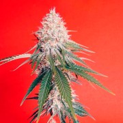 OG Kush-Cannabissamen