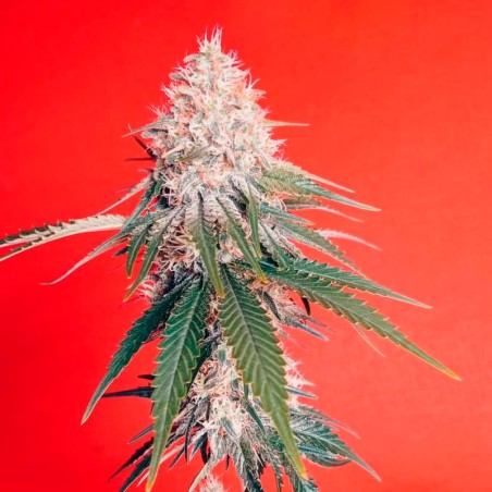 OG Kush-Cannabissamen