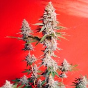 OG Kush-Cannabissamen