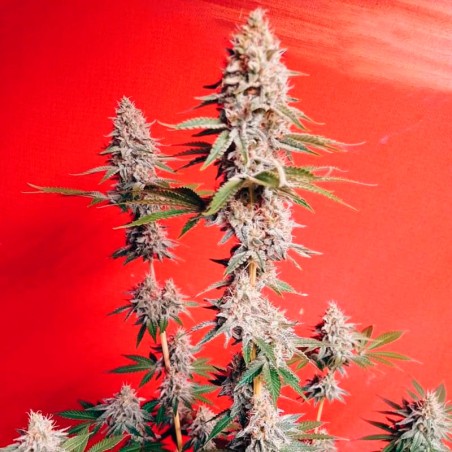 OG Kush-Cannabissamen