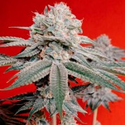 OG Kush-Cannabissamen