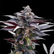 Pink Sunset Cannabis-Samen