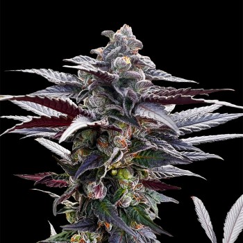 Pink Sunset Cannabis-Samen