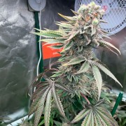 Pink Sunset Cannabis-Samen