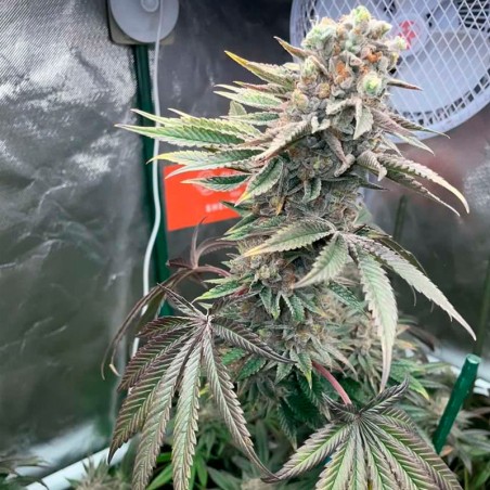 Pink Sunset Cannabis-Samen