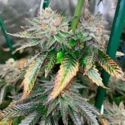 Pink Sunset Cannabis-Samen
