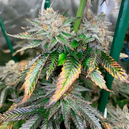 Pink Sunset Cannabis-Samen