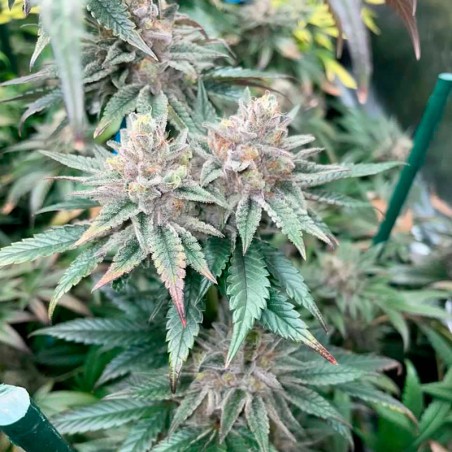 Pink Sunset Cannabis-Samen