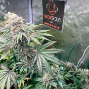 Pink Sunset Cannabis-Samen
