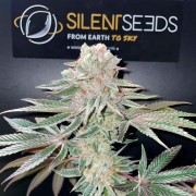 Pink Sunset Cannabis-Samen