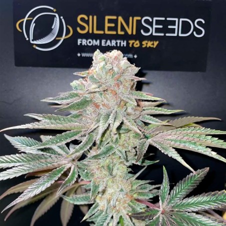 Pink Sunset Cannabis-Samen