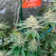 Pink Sunset Cannabis-Samen