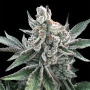 Cannabis-Samen Polar Gelato