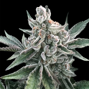 Cannabis-Samen Polar Gelato