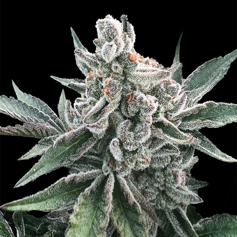 Polar Gelato von Sherbinskis