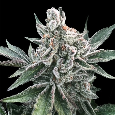 Cannabis-Samen Polar Gelato