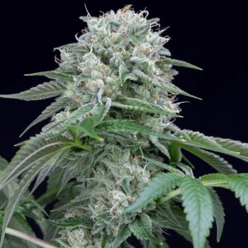 Samen Starfire OG OG