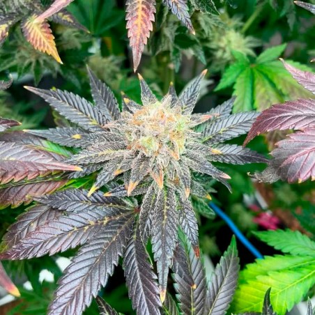 Samen Starfire OG OG
