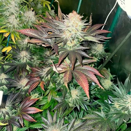 Samen Starfire OG OG