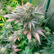 Samen Starfire OG OG