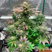 Samen Starfire OG OG