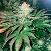 Samen Starfire OG OG
