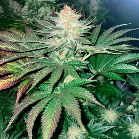 Samen Starfire OG OG