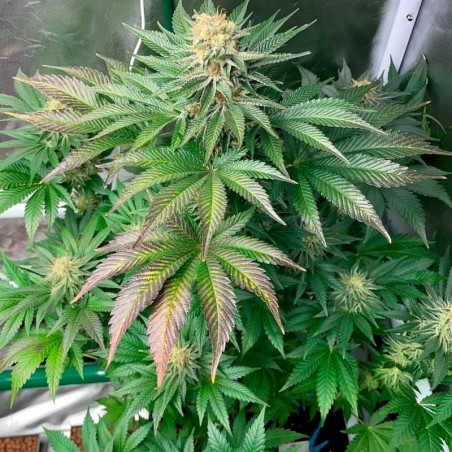 Samen Starfire OG OG
