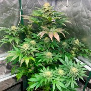 Samen Starfire OG OG