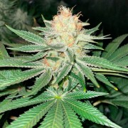 Samen Starfire OG OG