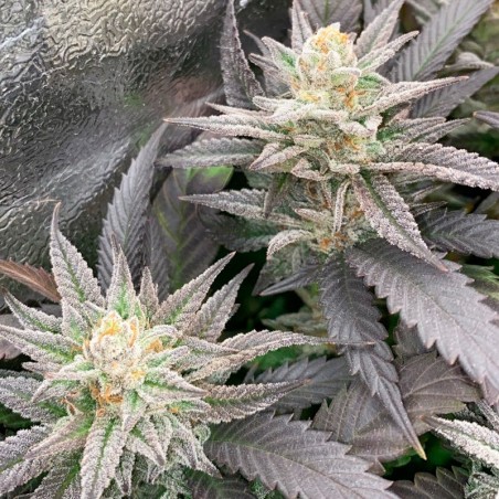 Samen Starfire OG OG
