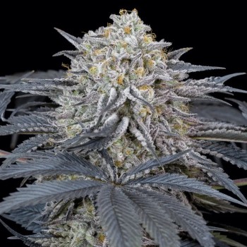 Feminisiertes Premium-Cannabissamen mit Indica-Dominanz