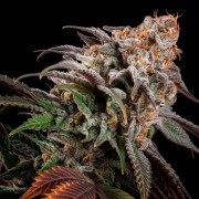 Feminisiertes Premium-Cannabissamen mit Indica-Dominanz